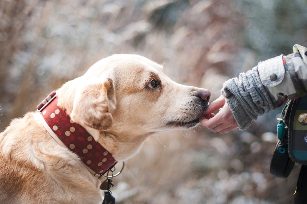 Bindung zum Hund