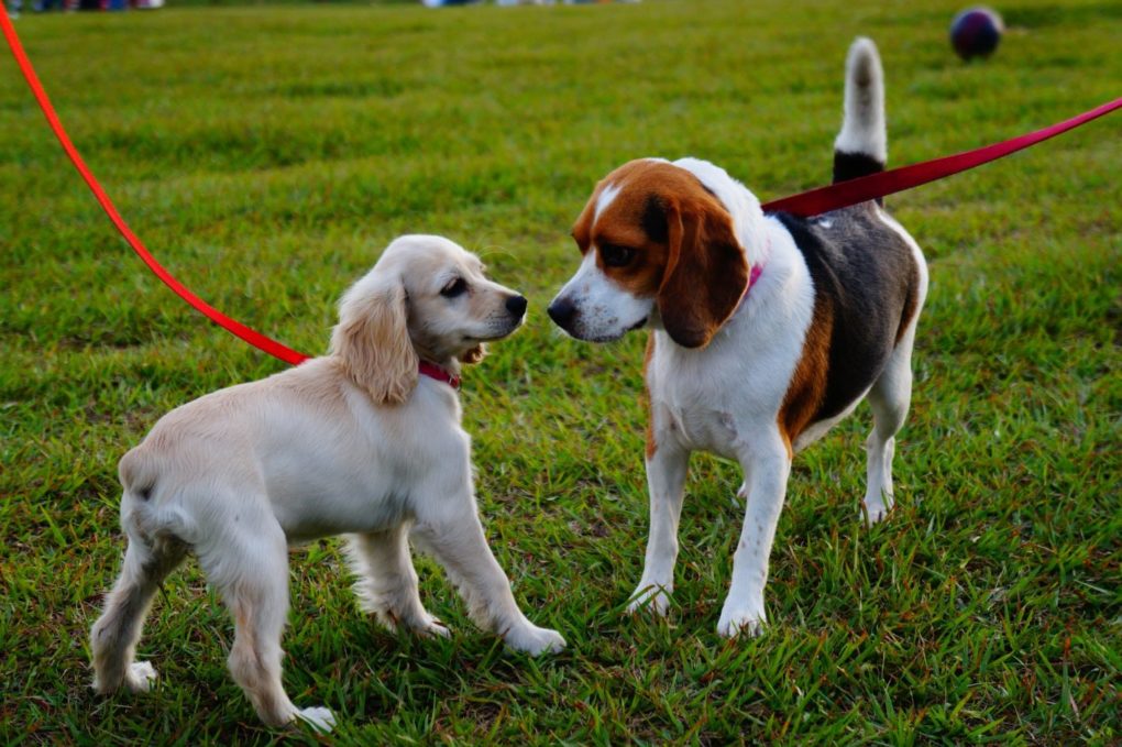 Hunde an der Leine